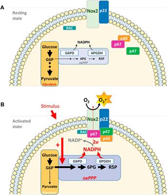 Regulation of Neutrophil NADPH Oxidase, NOX2: A Crucial Effector in Neutrophil Phenotype and Function